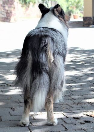 Scottish Collie Full Rear View