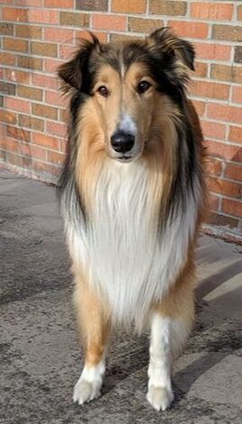 Scottish Collie Full Front View