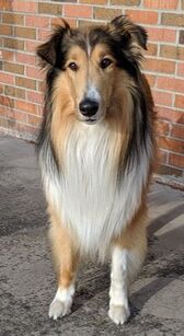 Scottish Collie Full Front View